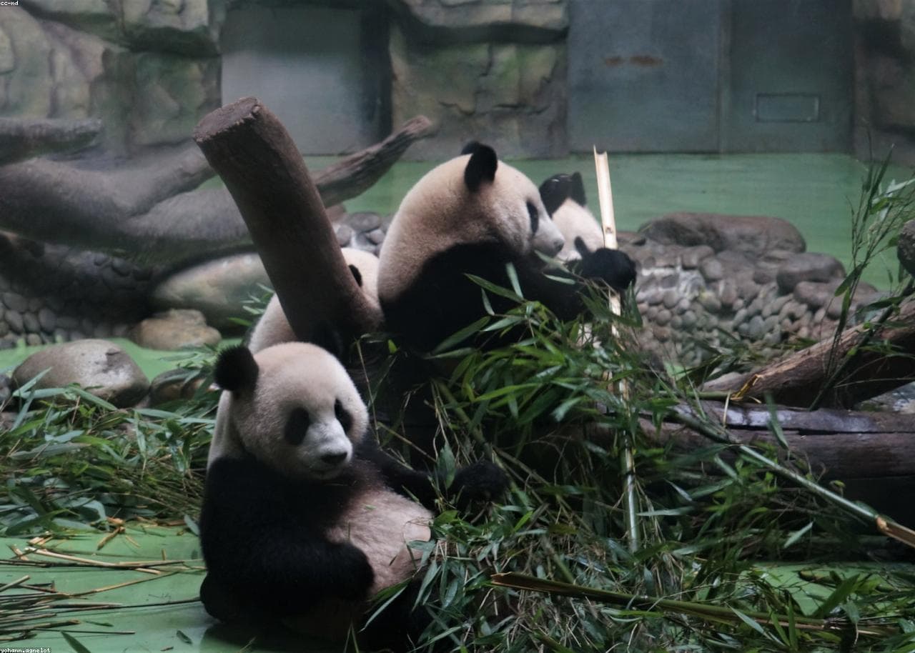 Chengdu