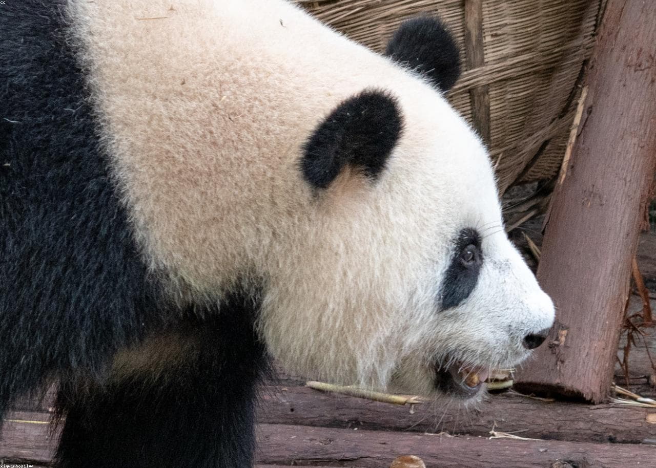 Chengdu Panda Base - Behind the Scenes Experience