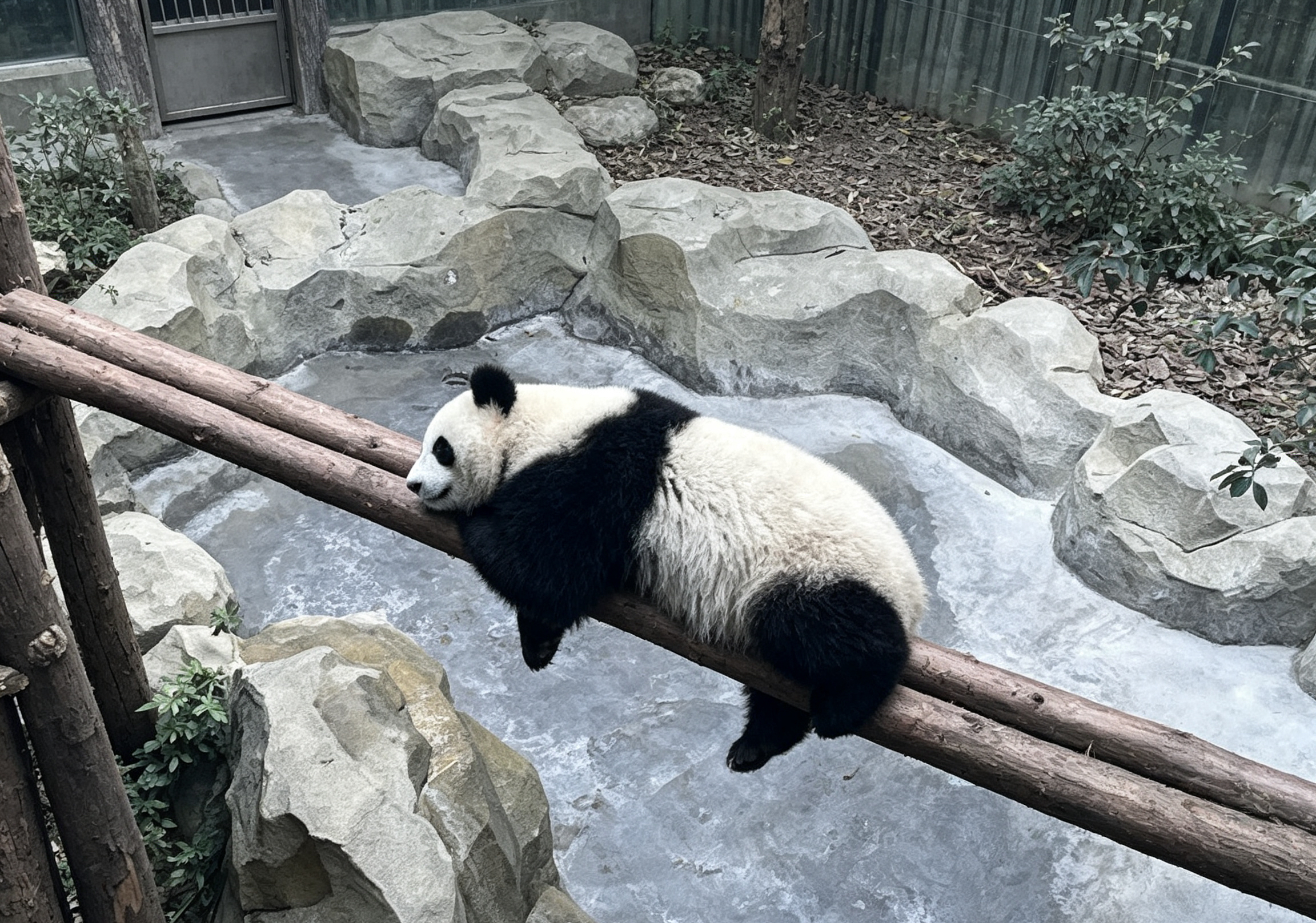 Panda